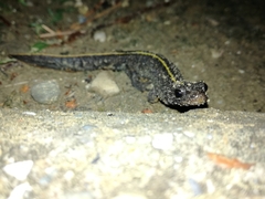 Triturus carnifex