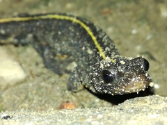 Triturus carnifex