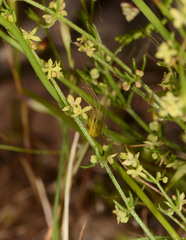 Galium gaudichaudii