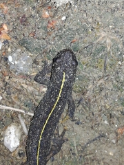 Triturus carnifex