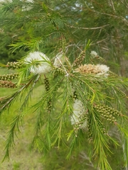 Melaleuca armillaris