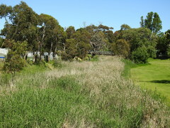 Phylidonyris novaehollandiae