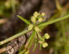 Galium gaudichaudii
