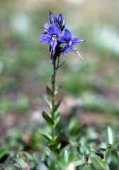 Veronica cusickii