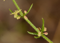 Galium gaudichaudii