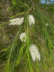 Melaleuca armillaris