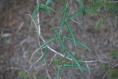 Funastrum crispum