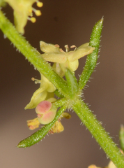 Galium gaudichaudii