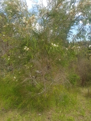 Melaleuca armillaris