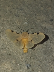 Arctiinae