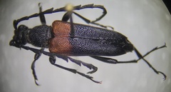 Stictoleptura canadensis