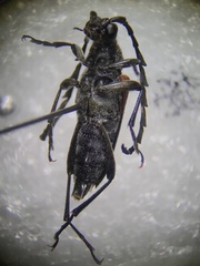 Stictoleptura canadensis