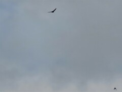Hirundo rustica