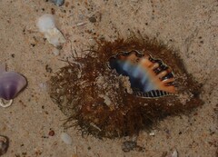 Monoplex parthenopeus