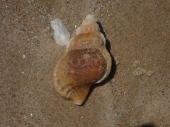Ranella australasia