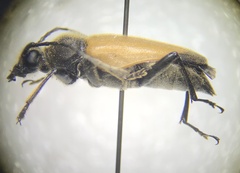 Trigonarthris