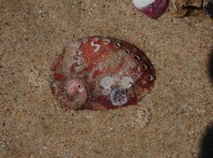 Haliotis coccoradiata