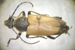 Trigonarthris