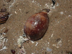 Lyncina vitellus