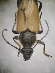 Trigonarthris