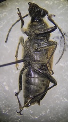 Trigonarthris