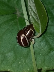 Doryphorina