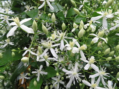 Clematis terniflora