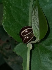 Doryphorina