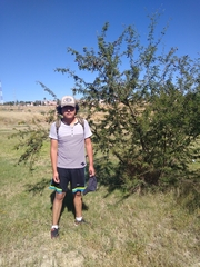 Vachellia farnesiana