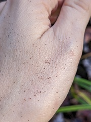 Platanthera grandiflora