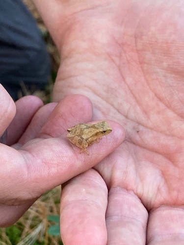 Spring Peeper photographed in Pennsylvania