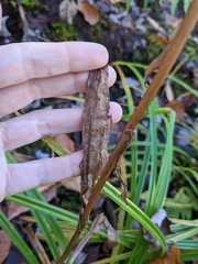 Platanthera grandiflora