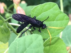 Gnamptopelta obsidianator