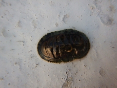 Chiton