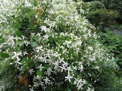 Clematis terniflora