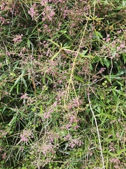 Parsonsia heterophylla