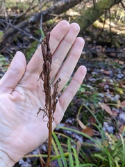 Platanthera grandiflora