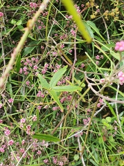 Parsonsia heterophylla