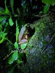 Lithobates vaillanti
