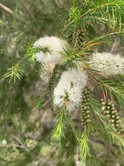 Melaleuca armillaris