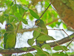 Eupsittula canicularis