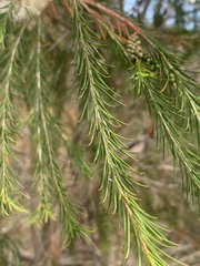 Melaleuca armillaris