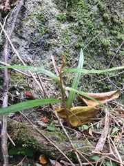Pterostylis graminea