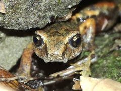 Speleomantes italicus