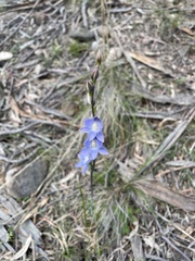 Thelymitra aristata