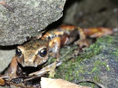 Speleomantes italicus