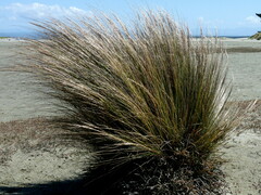 Austrostipa stipoides