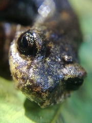 Speleomantes italicus