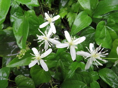 Clematis terniflora