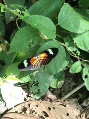 Heliconius melpomene malleti